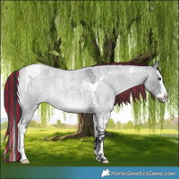 Horse Color:Painted Grullo Chinchilla Roan Splash Tobiano 