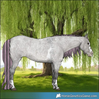 Horse Color:Painted Grullo Ice Roan Splash Tobiano 