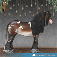 Horse Color:White Spotted Brown