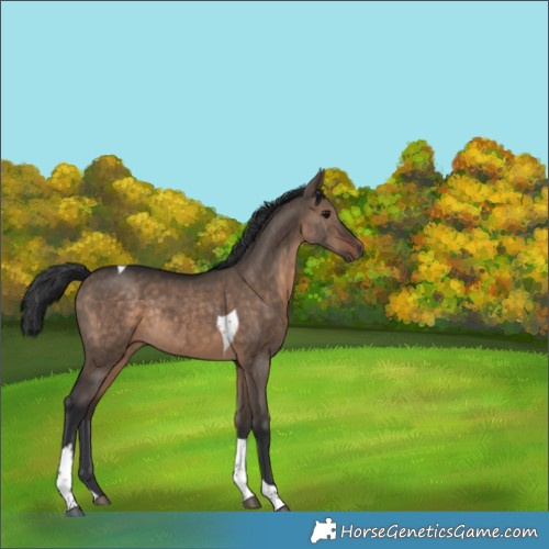 Horse Color:Brown Dun Tobiano Rabicano 