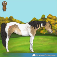Horse Color:Buckskin Dun Tobiano Rabicano