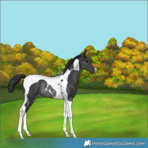 Horse Color:Black Tobiano Rabicano 