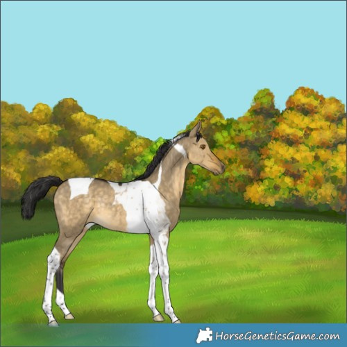 Horse Color:Buckskin Dun Tobiano Rabicano 