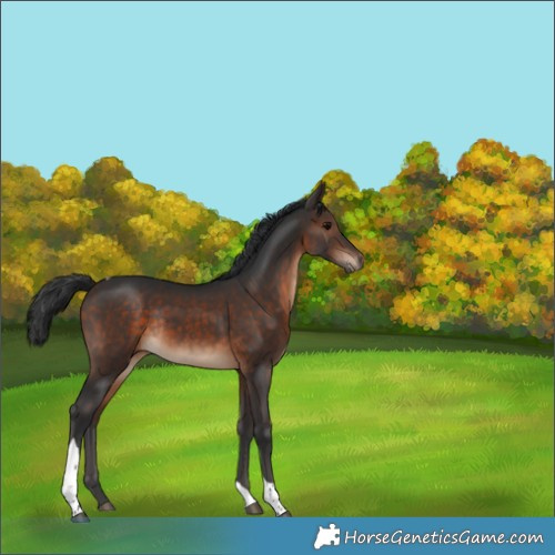 Horse Color:Bay Tobiano Rabicano 