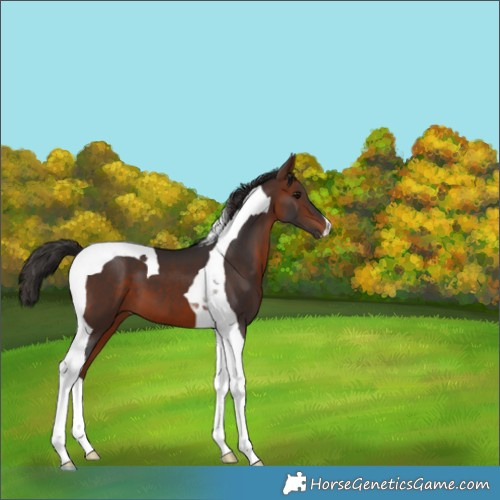 Horse Color:Bay Tobiano 