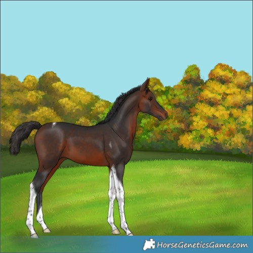 Horse Color:Bay Tobiano 