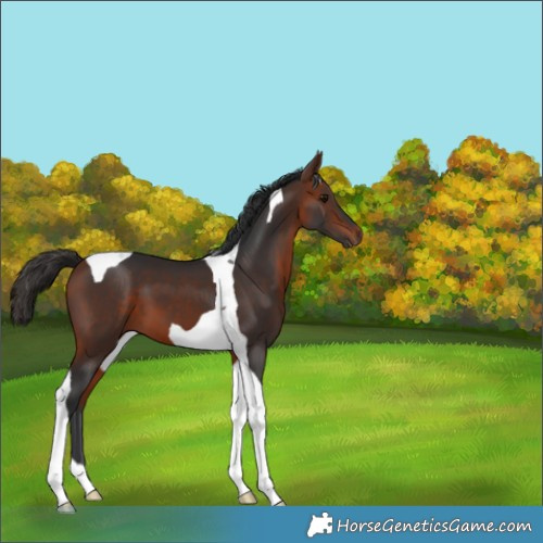 Horse Color:Bay Tobiano 