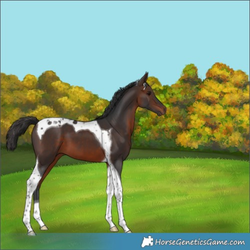 Horse Color:Brown Tobiano 
