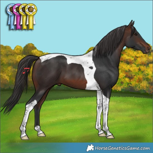 Horse Color:Brown Tobiano 