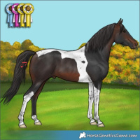 Horse Color:Brown Tobiano