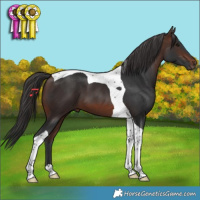 Horse Color:Brown Tobiano 
