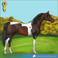 Horse Color:Brown Tobiano 