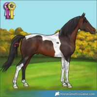 Horse Color:Brown Tobiano