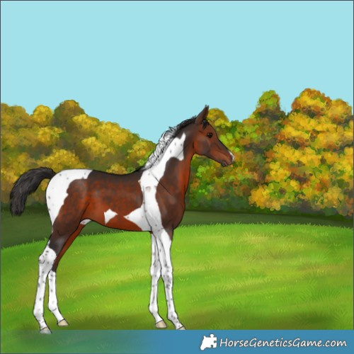 Horse Color:Bay Tobiano 