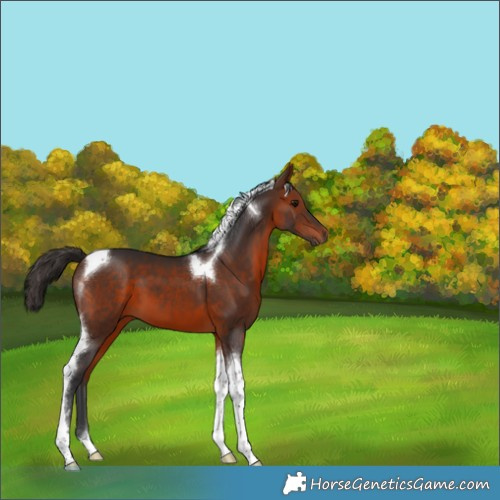 Horse Color:Bay Tobiano 