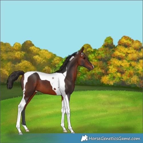Horse Color:Bay Tobiano 