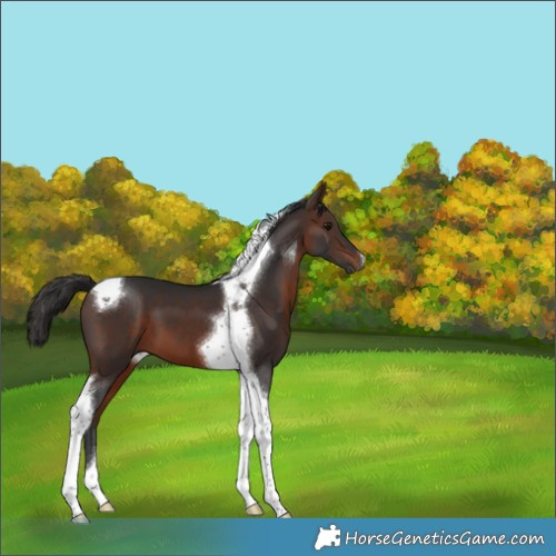 Horse Color:Brown Tobiano 