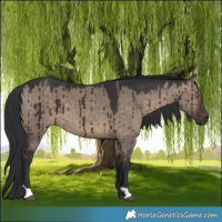 Horse Color:Brown Dun Brindle 