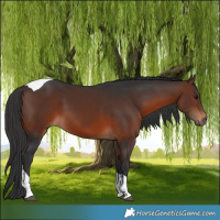 Horse Color:Brown Tobiano 