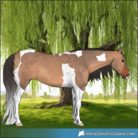 Horse Color:Bay Dun Tobiano 