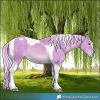 Horse Color:Watercolor Palomino Dun Tobiano Appaloosa Rabicano 