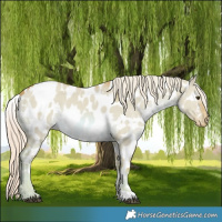 Horse Color:Watercolor White Spotted Chocolate Palomino Dun Appaloosa 