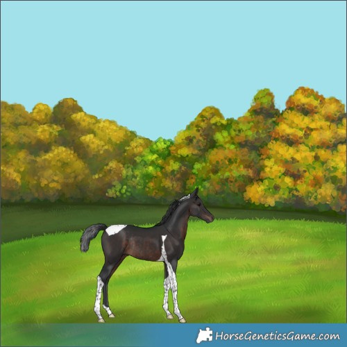 Horse Color:Brown Tobiano Rabicano 