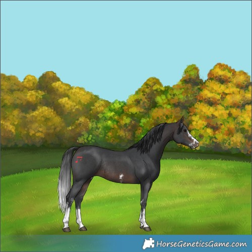 Horse Color:Brown Sabino Rabicano