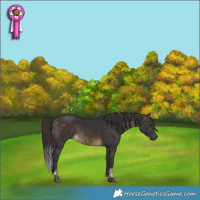 Horse Color:Buckskin Tobiano 