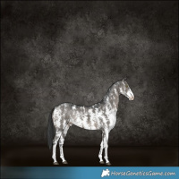 Horse Color:Grullo Sabino Rabicano