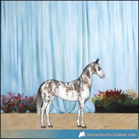 Horse Color:Brown Sabino