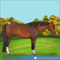 Horse Color:Bay Tobiano 