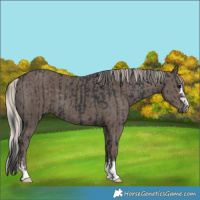 Horse Color:Black and Silver Black