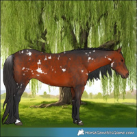 Horse Color:White Spotted Bay 