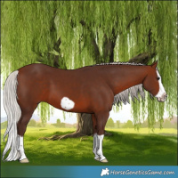 Horse Color:Silver Brown Splash Frame