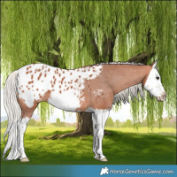Horse Color:Silver Bay Splash Frame Appaloosa 