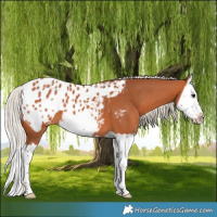 Horse Color:Silver Bay Splash Frame Appaloosa