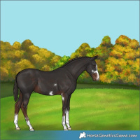 Horse Color:Liver Chestnut 