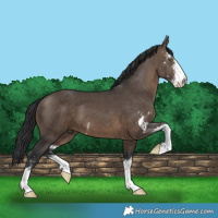 Horse Color:Brown Dun Sabino Brindle