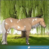 Horse Color:White Spotted Silver Buckskin Dun Rabicano 