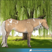 Horse Color:White Spotted Silver Buckskin Dun Appaloosa Rabicano Brindle