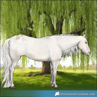 Horse Color:White Spotted Silver Buckskin Dun Appaloosa Rabicano Brindle 