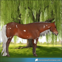 Horse Color:White Spotted Silver Bay Rabicano