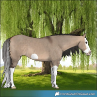 Horse Color:Bay Dun Splash Frame 