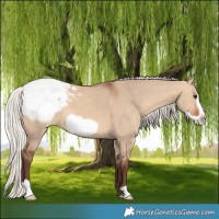 Horse Color:Silver Bay Dun Frame Appaloosa
