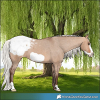 Horse Color:Silver Bay Dun Frame Appaloosa 