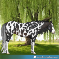 Horse Color:Brown Splash Appaloosa
