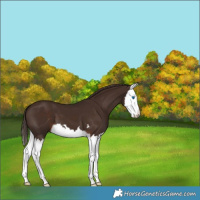 Horse Color:Liver Chestnut Splash 