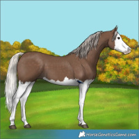 Horse Color:Silver Black Splash