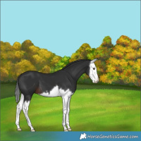 Horse Color:Liver Chestnut Splash 